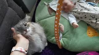 6 Wochen altes Baby sieht das 1. mal die Katze an by Phestina 1,923 views 8 months ago 1 minute