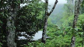 Relaxing Rain Falling on Leaves & Tin Roof Hut in Rainforest | Go to Sleep Fast with Nature Sounds by Stardust Vibes - Relaxing Sounds 25,808 views 1 year ago 10 hours