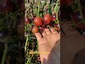Check out these cherry tomatoes 🍅!! #homesteader #garden