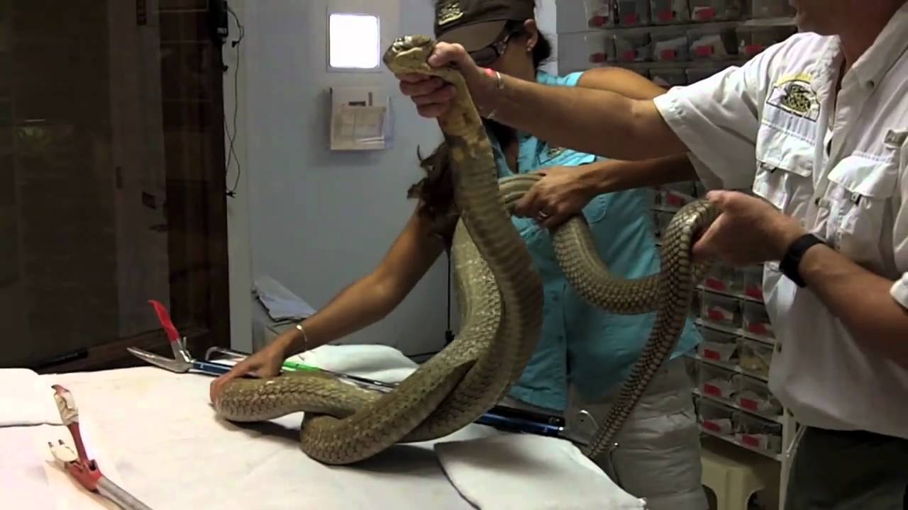 video phone beyonce mp3 Reptile Discovery Center and the Venom Extraction Program