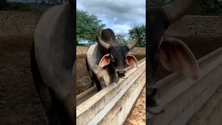 bull ki voice short animals youtubeshorts viral shortsvideo trending ytshorts bull animals