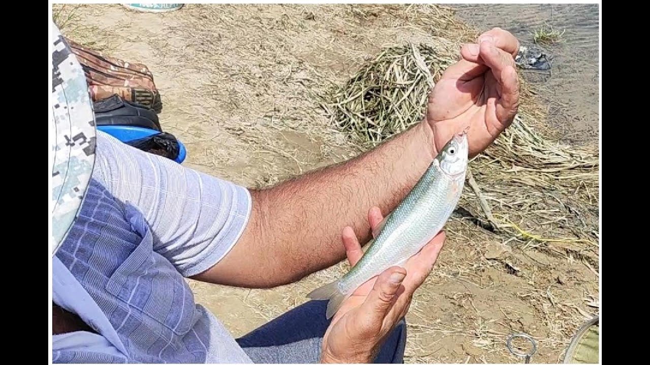 Шамайка ови