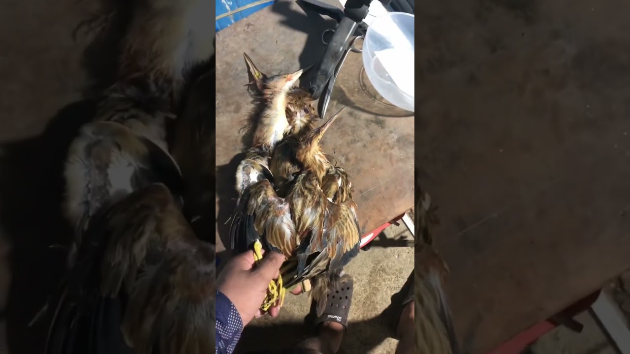 Yellow bittern ❤️