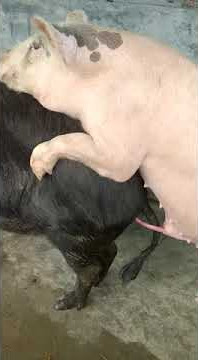 National pig breeding