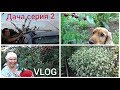 Дачный VLOG 2: Собираю вишню, Мамин помощник!