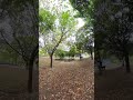 Walking Through The Park at Hiroshima Peace Memorial | Short