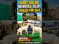 Adant Mewati &amp; Sojat Khassi For Sale #goat #sojatgoats #sojatbakra #mewatigoat #totapurigoat #shorts