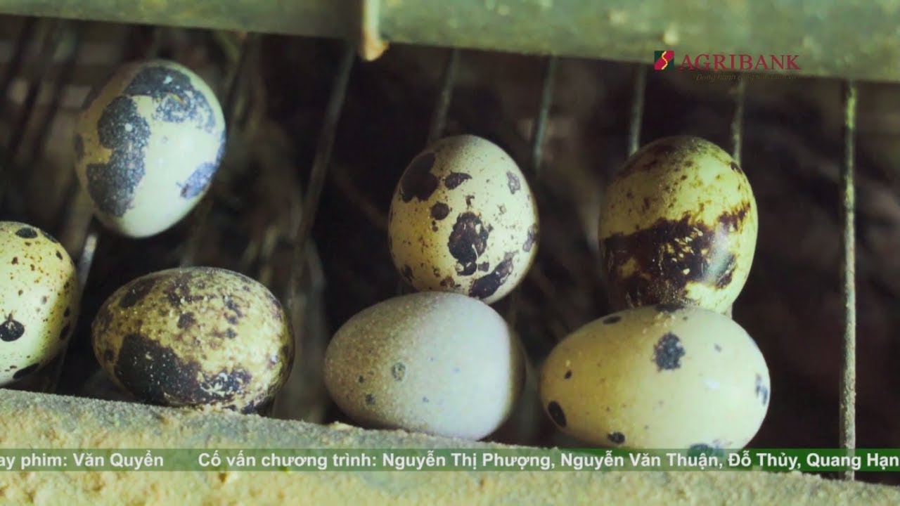 Nông nghiệp sạch số 207 – Trứng chim cút Tiền Giang