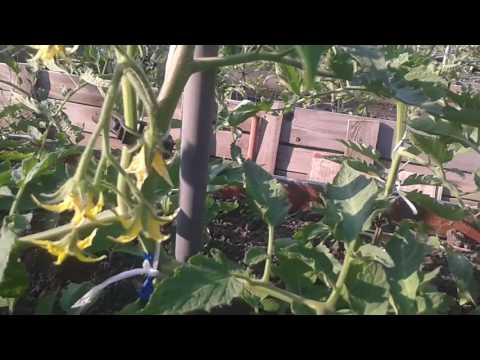 Видео: Козметика в зеленчуковата градина. Част 2
