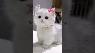 #favouriteanimal #cat #kitten #babycat #cutekitten