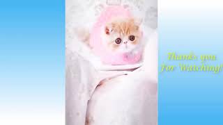 Funny and Cute Cat's Life Cats and Owners are the best friends Videos 2021
