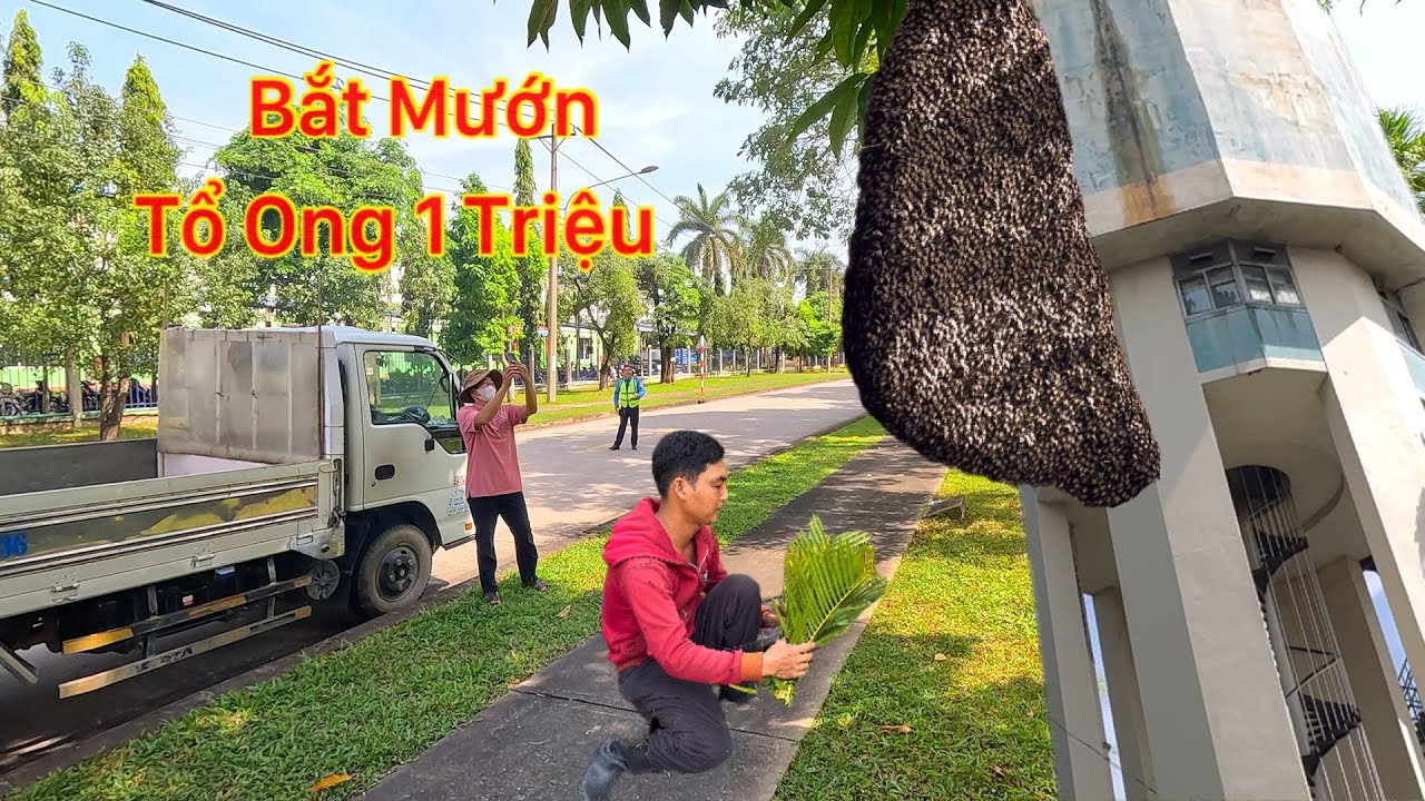 Vượt Dặm Đường Xa Đến Đồng Nai Bắt Mướn Ba Tổ Ong Đã Đánh Người Bỏ Chạy