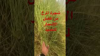 شجرة المرخ تستخدم للحنيذ