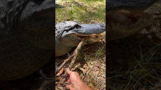 10ft swamp puppy playing with a stick #gator #alligator #animals