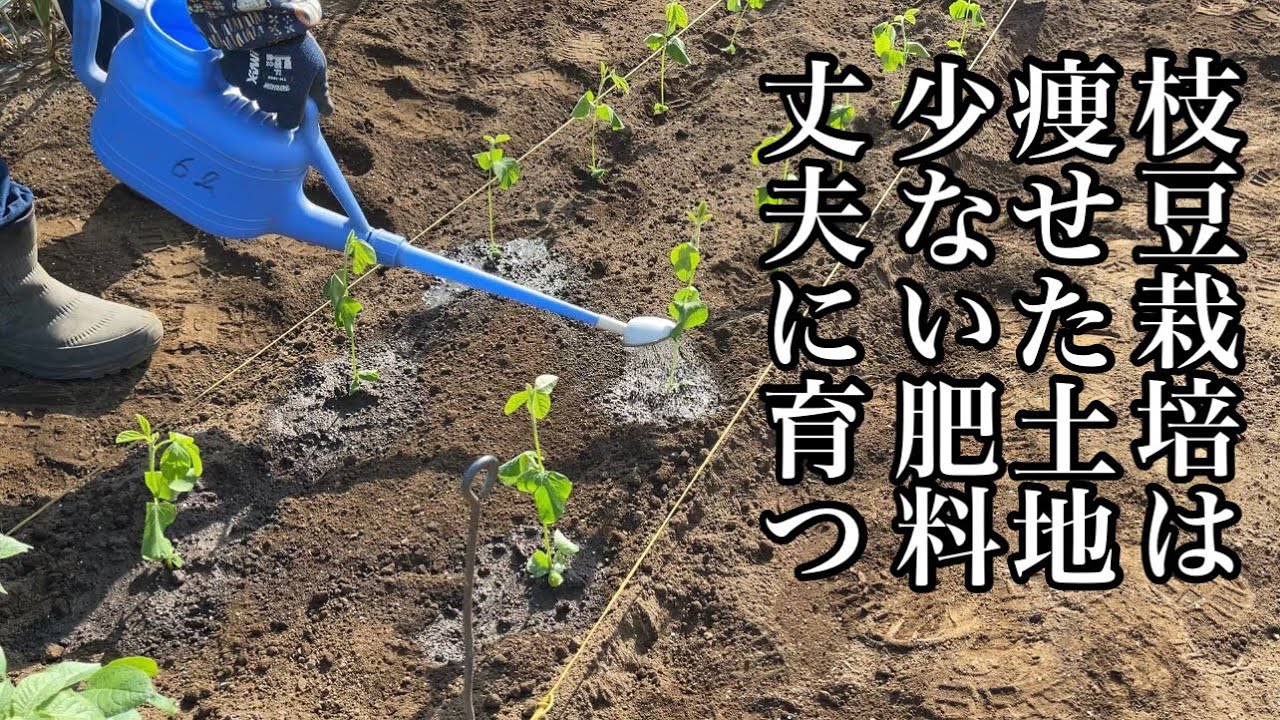 枝豆 エダマメ 栽培 痩せた土地や少ない肥料で大きく育ちます 苗の植え方 丈夫に育てる方法 22 5 3 Youtube 枝豆 エダマメ 栽培 痩せた土地や少ない肥料で大きく育ちます 苗の植え方 丈夫に育てる方法 22 5 3 Youtube