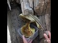 عسل صافي لمن طبعه وفي