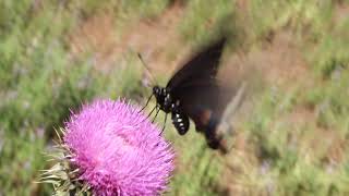 Butterfly's - 8 - 001.05 - MVI 5294