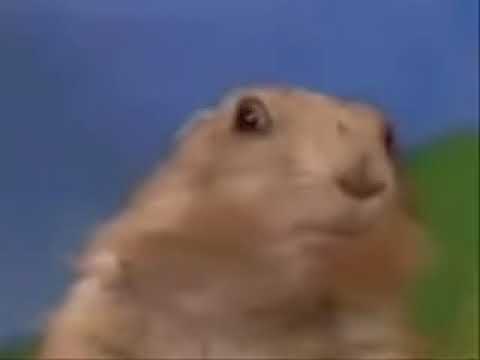 Dramatic Chipmunk 2007