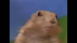Dramatic Chipmunk 2007