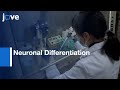 Neuronal Differentiation From Embryonic Stem Cells (In Vitro) | Protocol Preview