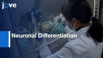 Neuronal Differentiation From Embryonic Stem Cells (In Vitro) | Protocol Preview