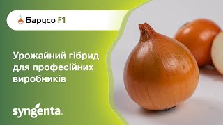 Новинка! Гібрид цибулі 🧅 Барусо