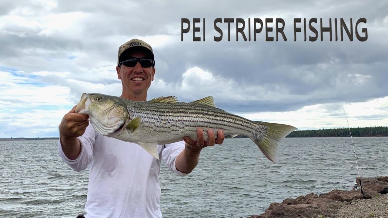 Striped Bass Fishing Prince Edward Island 2023