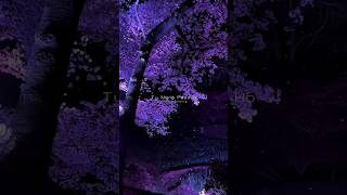 Ek Mulaqat Ho | Aesthetic Video | #trending #shorts #love