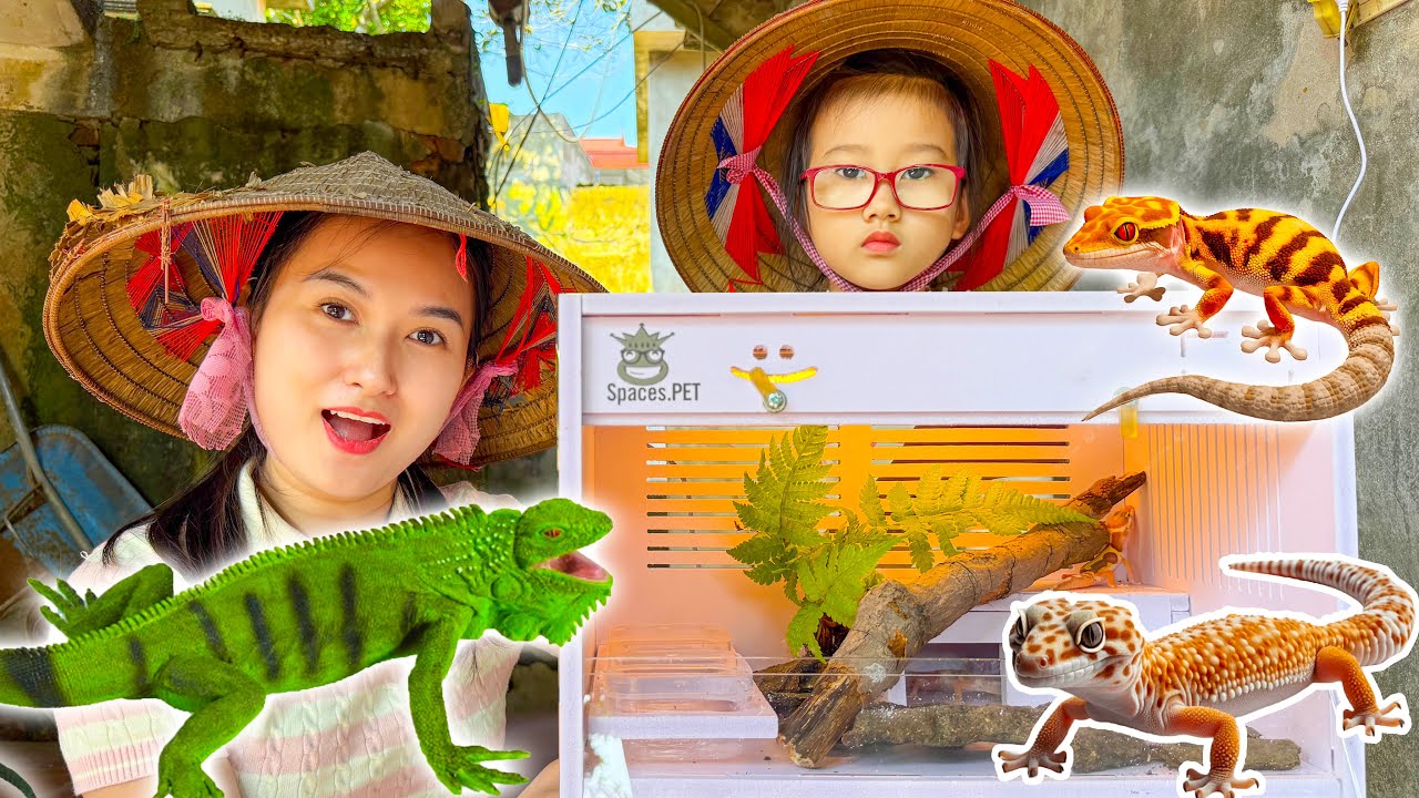 Changcady trang trí chuồng nuôi thú cưng, chăm sóc thằn lằn da báo dễ thương