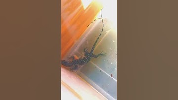 asian water monitor sunbathe #shorts #animals #lizard