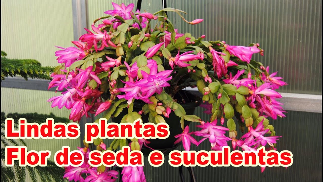 LINDAS PLANTAS Suculentas, flor de seda e Cactos - thptnganamst.edu.vn