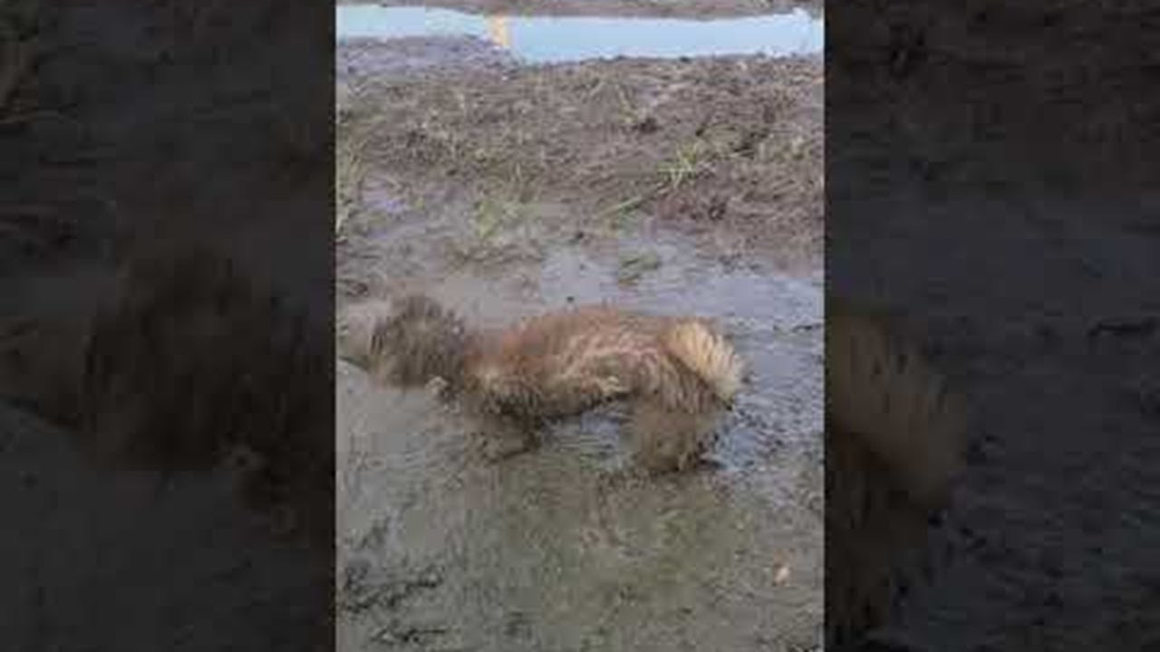 ワンコは泥遊び満喫して楽しそう けど 飼い主さんはこの後大変なんだろうなぁ Fundo