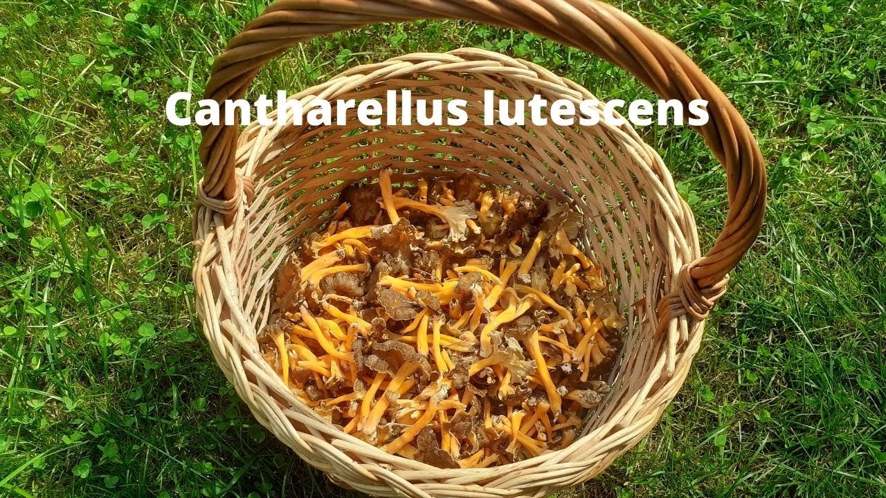 Raccolta Funghi Cantharellus lutescens , sono migliaia ,04 settembre 2021 Cantharellus cibarius  !!!