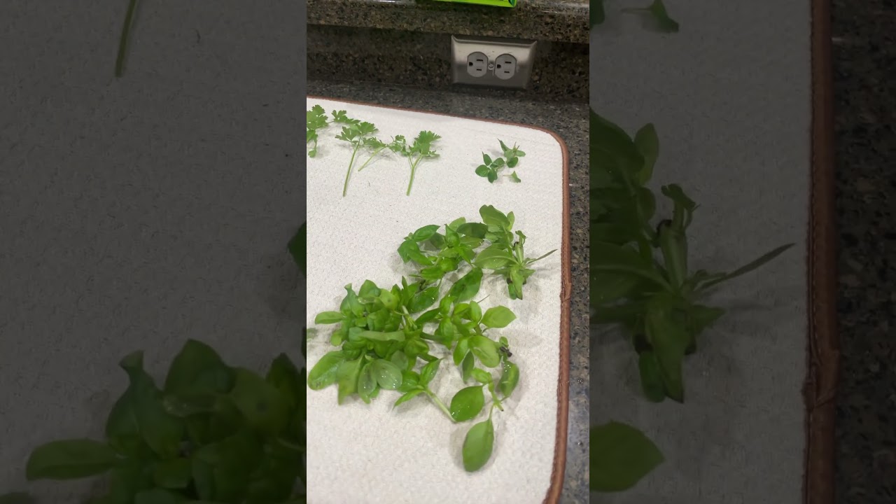 Gardening before the first frost. 