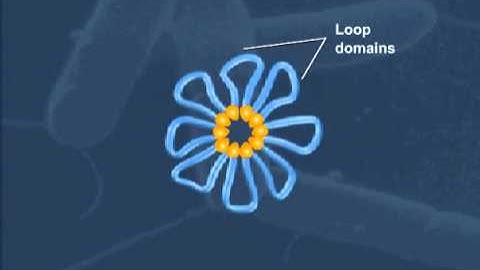 Cell Structure-Bacterial Chromosome Compaction