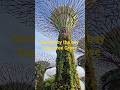 Supertree Grove Marina Bay Garden by the bay OCBC Skyway in Singapore #shorts