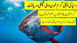 Discovery of the world's first Warm Blooded Fish