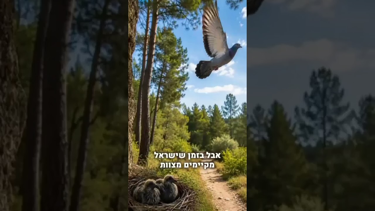 שילוח הקן — מה שהזוהר מגלה