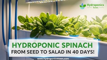 How to Grow Spinach in a Hydroponic System - HydroponicsTown