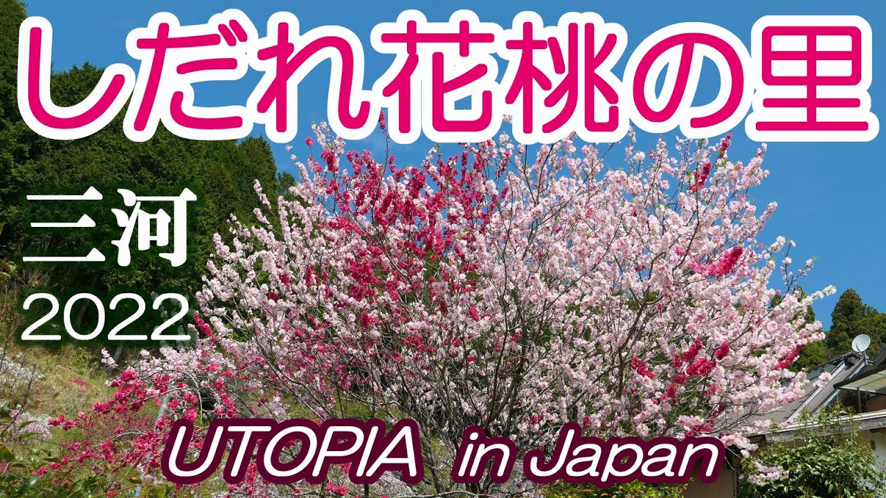 三河 しだれ花桃の里 22 Youtube