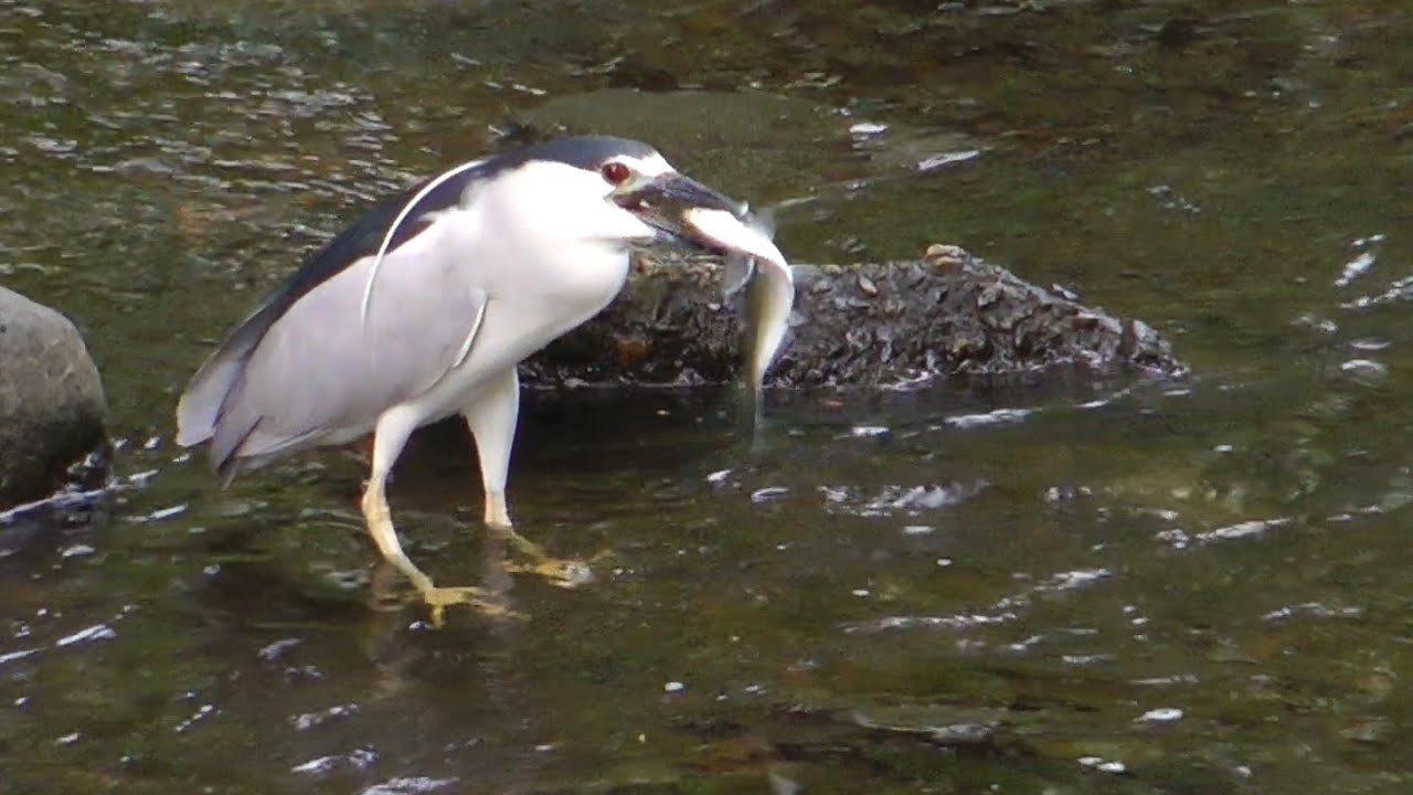 Night Herons, Great Blue Herons & Others Feasting on Herring YouTube