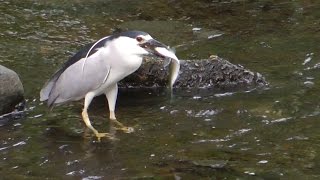 Night Herons, Great Blue Herons & Others Feasting on Herring