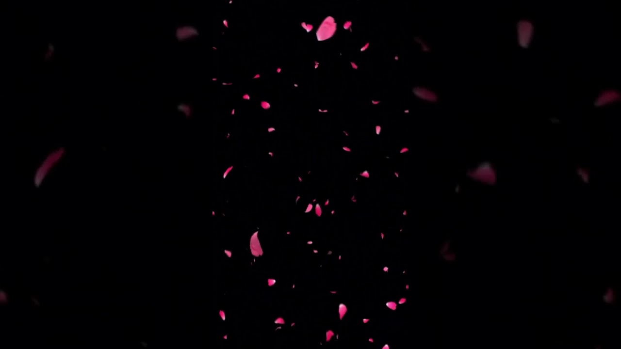 Pink flowers overlay black screen video for Editing