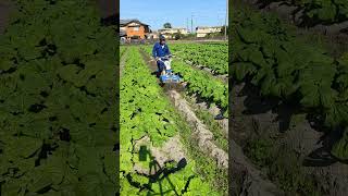 かずさん日記7  菜の花に追肥と畝間の除草