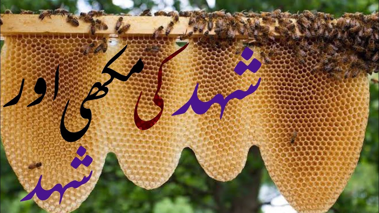 شہد کی لذت, اور شہد کا مزہ, لیا ایک چیونٹی نے؟؟ - YouTube