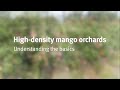 High-density mango intensification: the basics