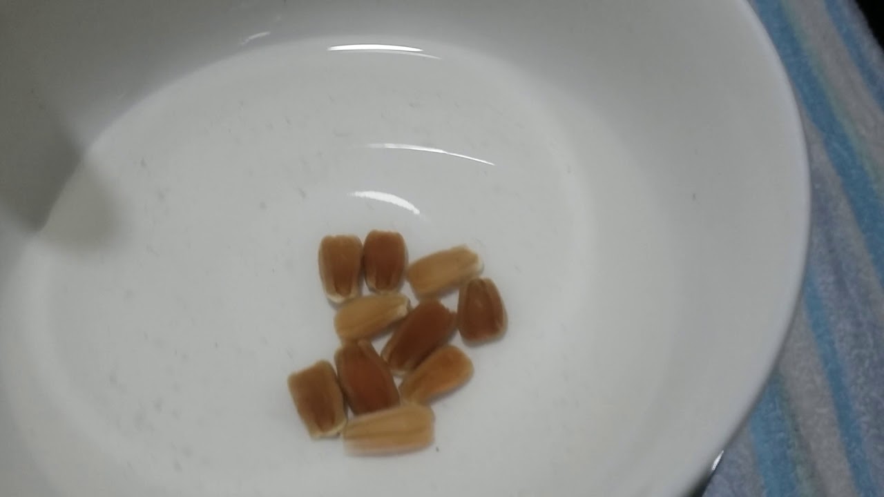 Chia sẻ cách ủ hạt Bầu sao ,,,( phần 1 ) | Khoa Hien 72