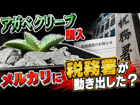 熱帯植物　✨激レア✨バリントニア　パプアナ　\