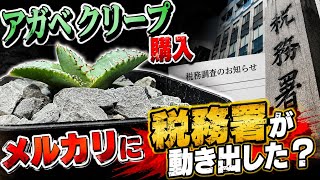 塩牛タン様限定（引取限定　茨城県）アガベ ハバーディアナ　鉢植え YouTube