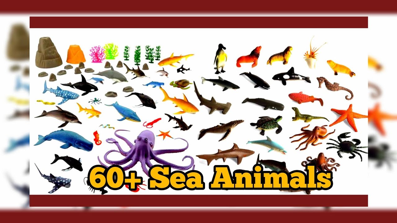 60 Ocean Animals with pictures/List of sea animals/60 alphabetically